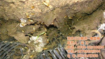 深圳專業(yè)白蟻防治公司|白蟻防治|易雷神_深圳福田白蟻防治公司